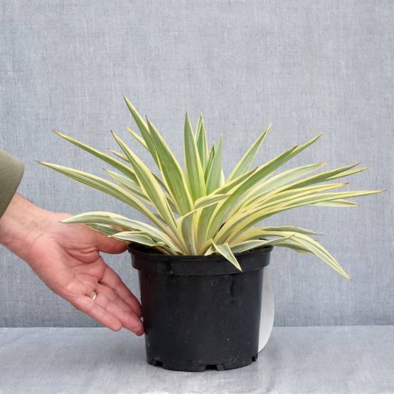 Yucca gloriosa Citrus twist® - Dague espagnole Pot de 2L/3L - Image 2