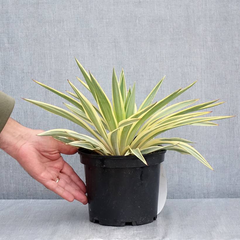 Yucca gloriosa Citrus twist® - Dague espagnole Pot de 2L/3L - Image 2
