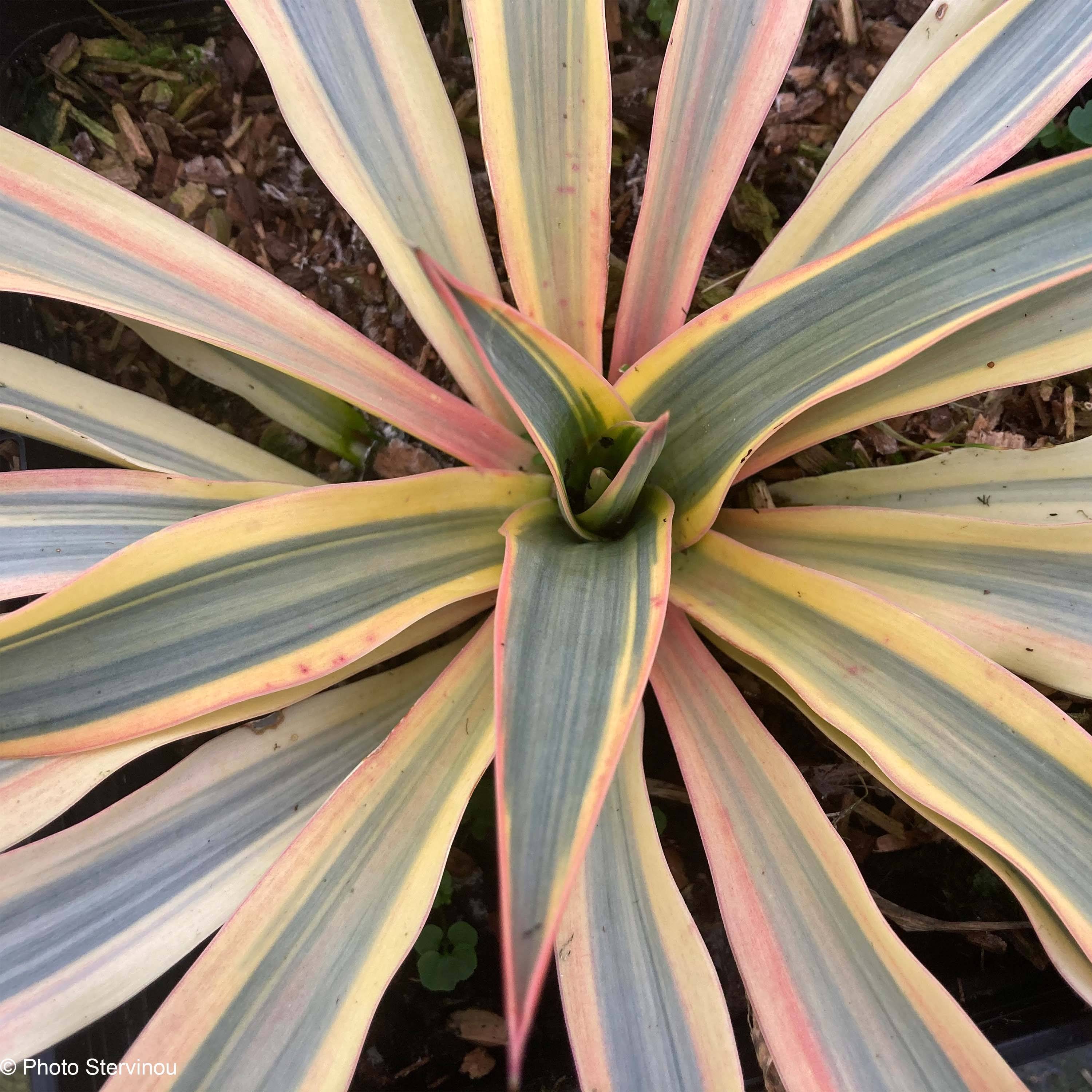 Yucca gloriosa Citrus twist® - Dague espagnole Pot de 2L/3L - Image 1