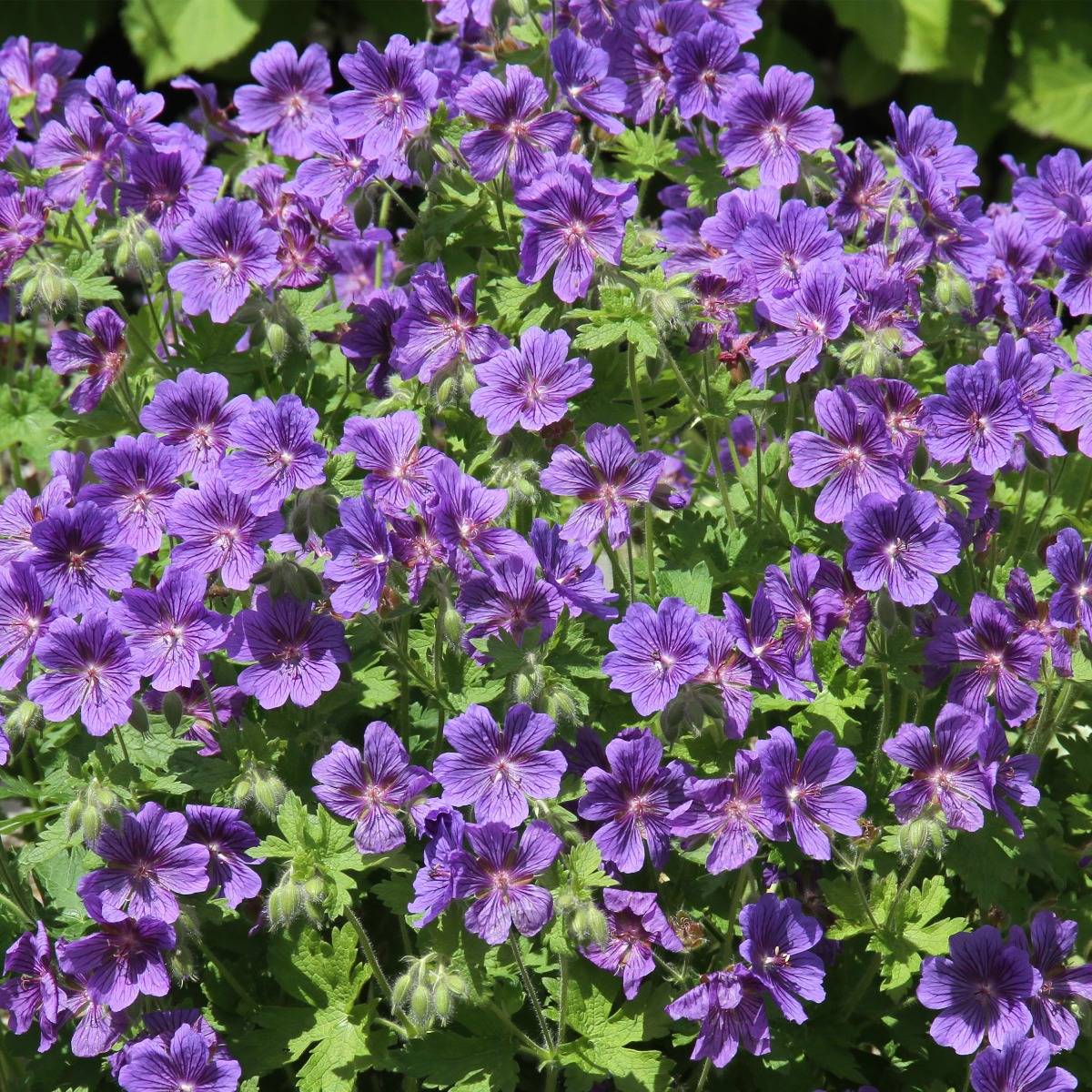 Géranium vivace ibericum Vital -  Geranium vivace d'Ibérie Godet de 8/9 cm