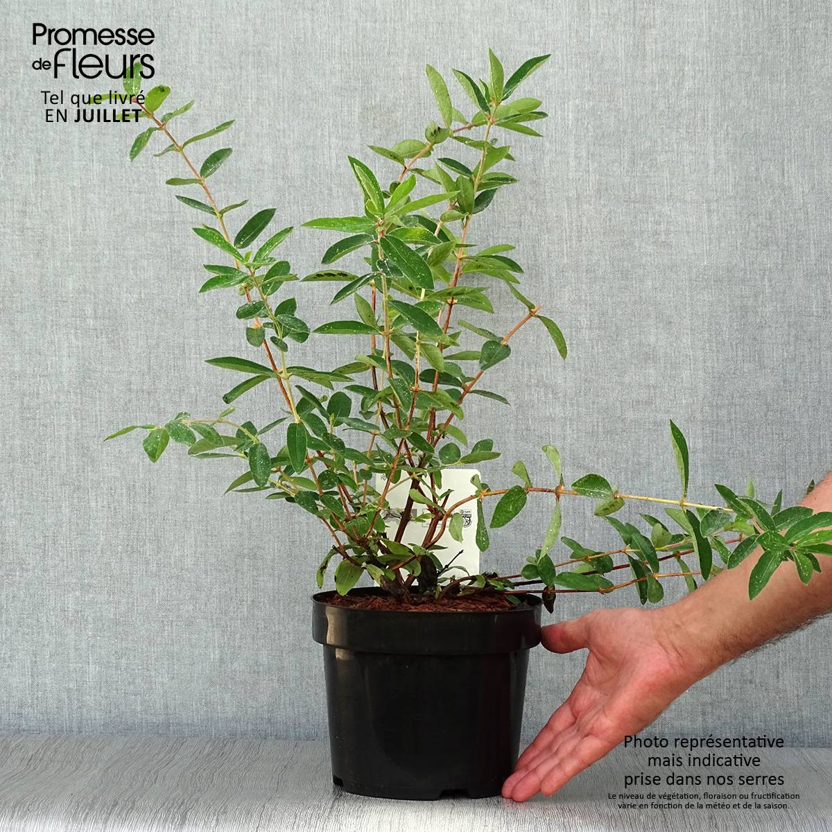 Lonicera kamtschatica Eisbär - Baie de Mai Pot de 1,5L/2L - Image 2