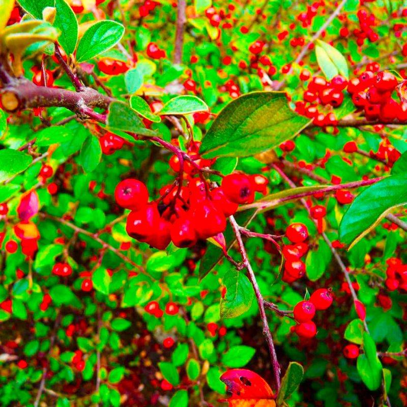 20 Cotoneasters de Franchet (Cotoneaster Franchetii) - Haie de Cotoneaster de Franchet - - Pépinières Naudet - Image 2