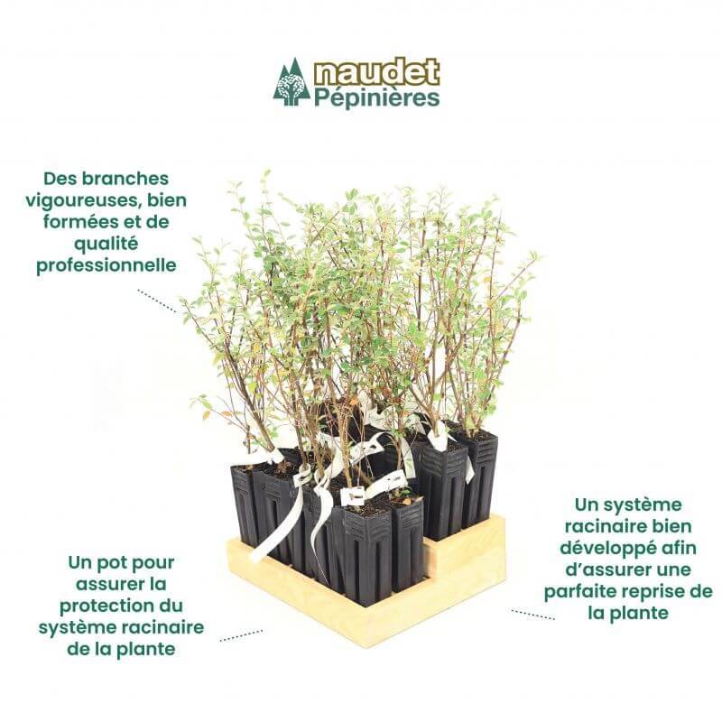 20 Cotoneasters de Franchet (Cotoneaster Franchetii) - Haie de Cotoneaster de Franchet - - Pépinières Naudet - Image 4