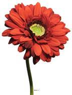 Artificielles - Gerbera artificiel, H 48 cm Rouge - BEST - couleur: Rouge - Imagen 4