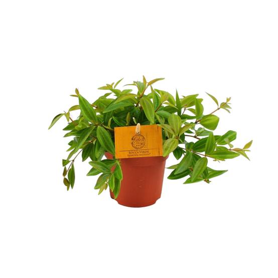 Peperomia 'Rocca Vivace' 15cm - Plante d'intérieur- La Green Touch - Image 2
