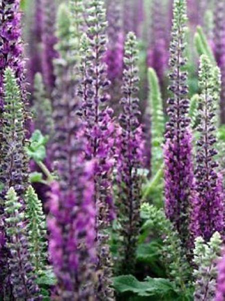 Promesse de Fleurs - Teucrium hircaninum Paradise Delight - Germandrée d'Iran Pot de 2L/3L