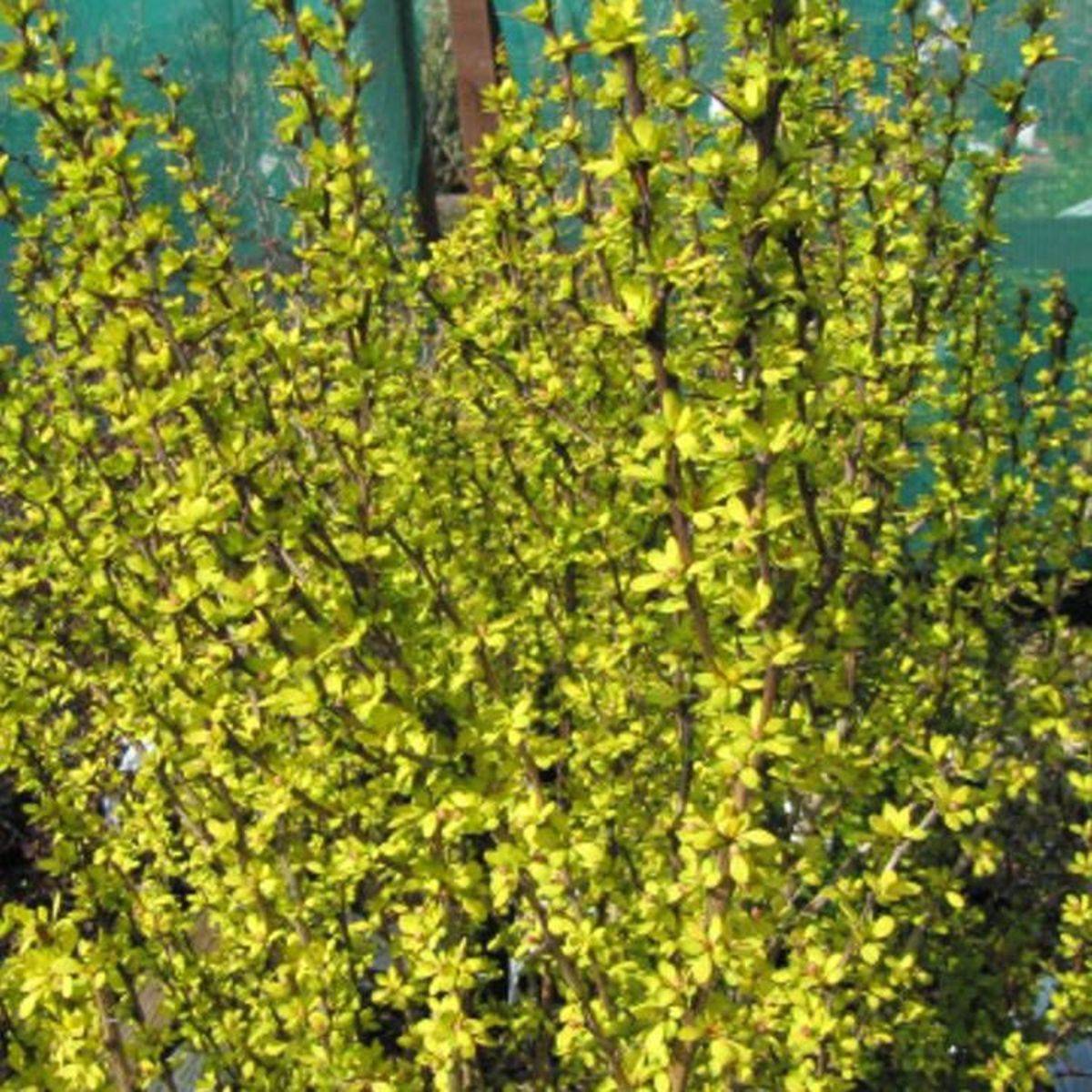 Epine-vinette thunbergii Golden Torch® 'Torchd'Or' à fleurs Orange - feuillage Semi-Persistant - Pot de 3L - 20/40 cm-  hauteur à maturité De 1,00 m à - Imagen 2