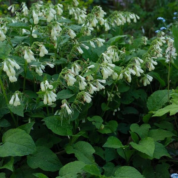 Consoude à grandes fleurs - Symphytum grandiflorum Pot de 2L/3L