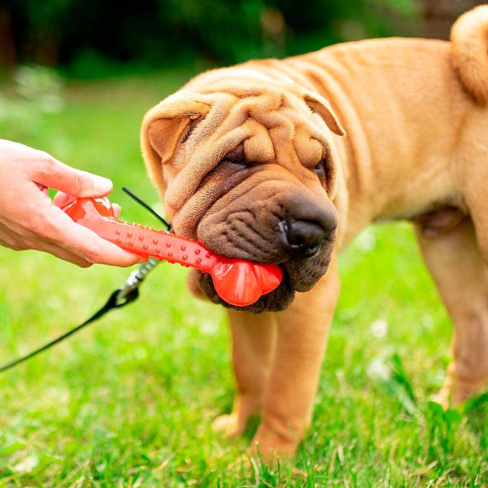 Ferplast - Os chien chiens jouet couleurs mordre Ferplast PA trois tailles plusieurs couleurs - Imagen 2