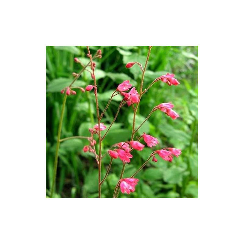 Heuchere Leuchtkäkfer à fleurs Rose/Rouge - feuillage Caduc - Godet - 5/20 cm - Imagen 1