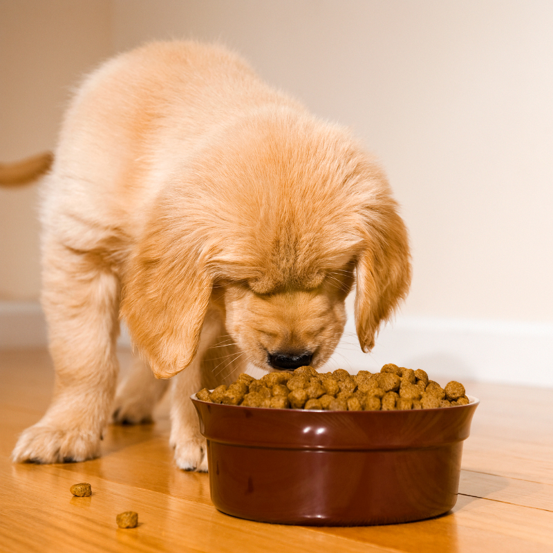 Octave Prestige - Croquettes au Canard pour Chien de Petite Taille - Imagen 2