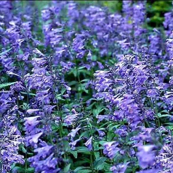 Promesse de Fleurs - Nepeta sibirica Souvenir d Andre Chaudron Godet de 8/9 cm