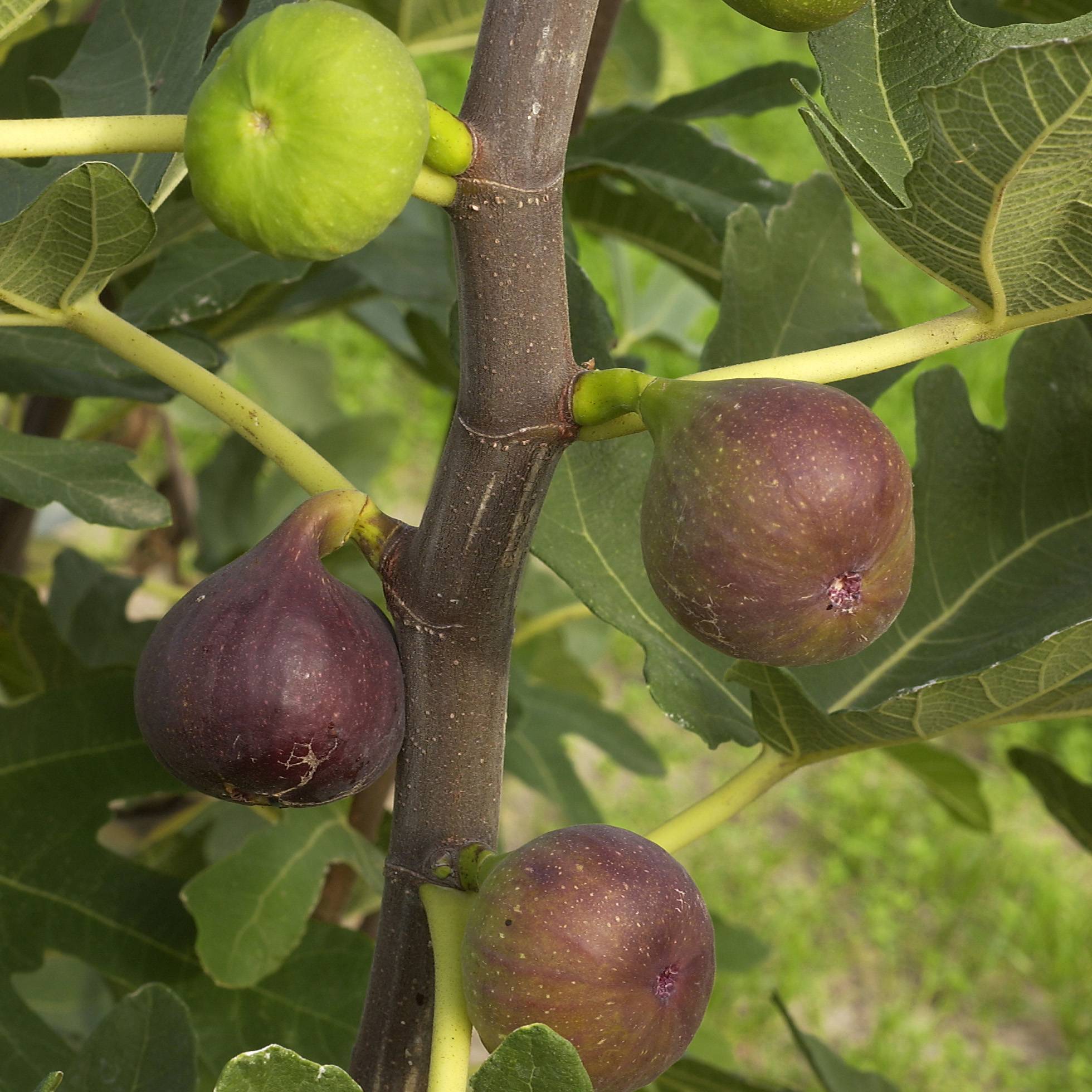 Figuier Rouge de Bordeaux - Pastilière Pot de 4L/5L, Buisson, Ramifié