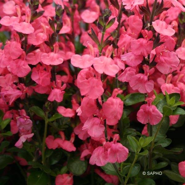 Sauge arbustive Pluenn - Salvia jamensis Pot de 2L/3L