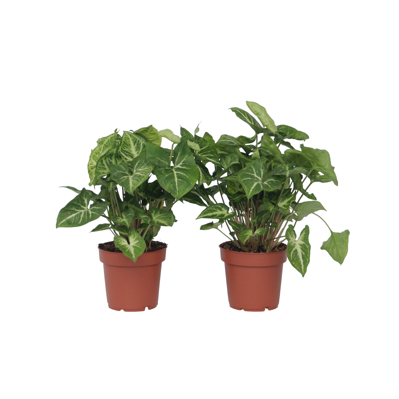 Plant In A Box - Patte-d'oie - Set de 2 - Syngonium podophyllum 'Pixie' - Hauteur 25-40cm - ⌀12cm - Image 1
