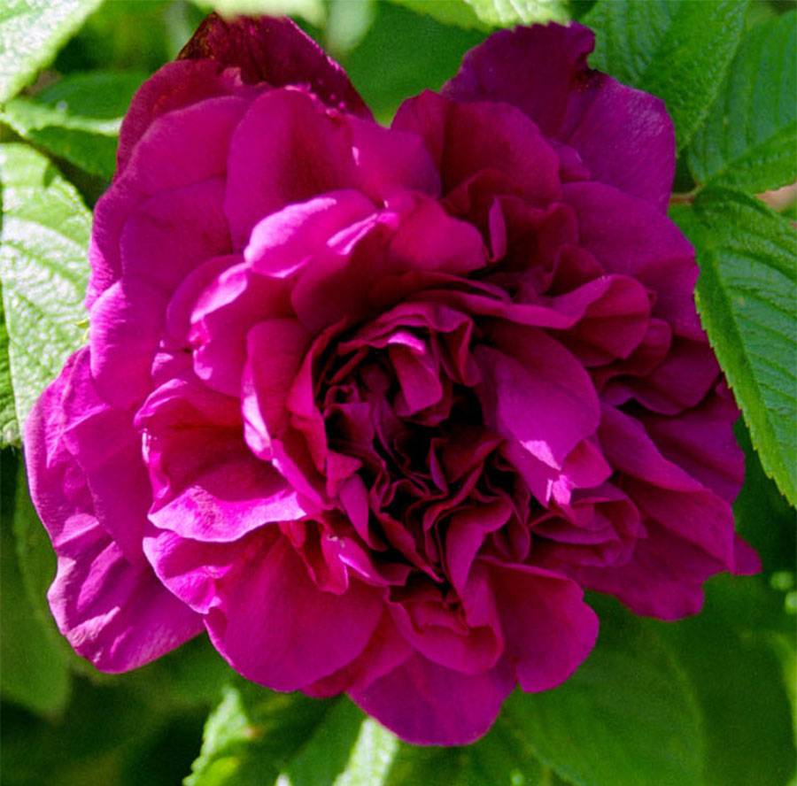 Rosier rugosa Hansa Racines nues en motte, Qualité 2 branches