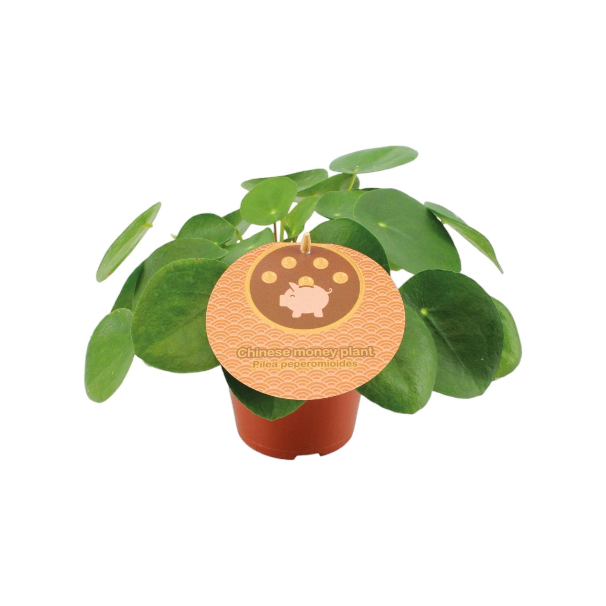 Pilea Peperomioides 20cm - Plante d'intérieur- La Green Touch - Image 2