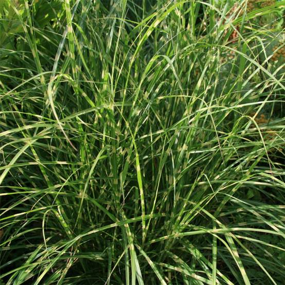 Miscanthus sinensis Little Zebra - Roseau de Chine panaché en Godet de 8/9 cm