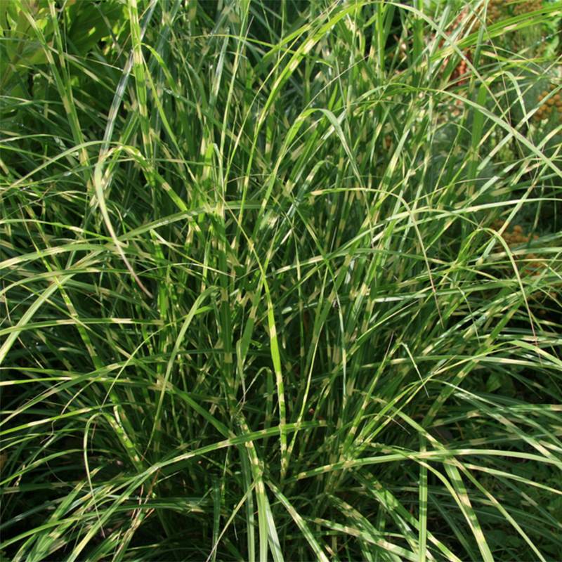 Promesse de Fleurs - Miscanthus sinensis Little Zebra - Roseau de Chine panaché en Godet de 8/9 cm