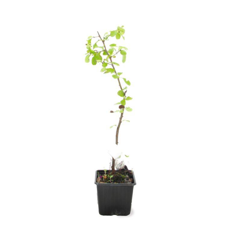 Cognassier du Japon 'Kinshiden' (Chaenomeles speciosa 'Kinshiden') - Godet - Taille 15/30cm - Pépinières Naudet - Image 2