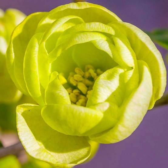 Cognassier du Japon 'Kinshiden' (Chaenomeles speciosa 'Kinshiden') - Godet - Taille 15/30cm - Pépinières Naudet - Image 1