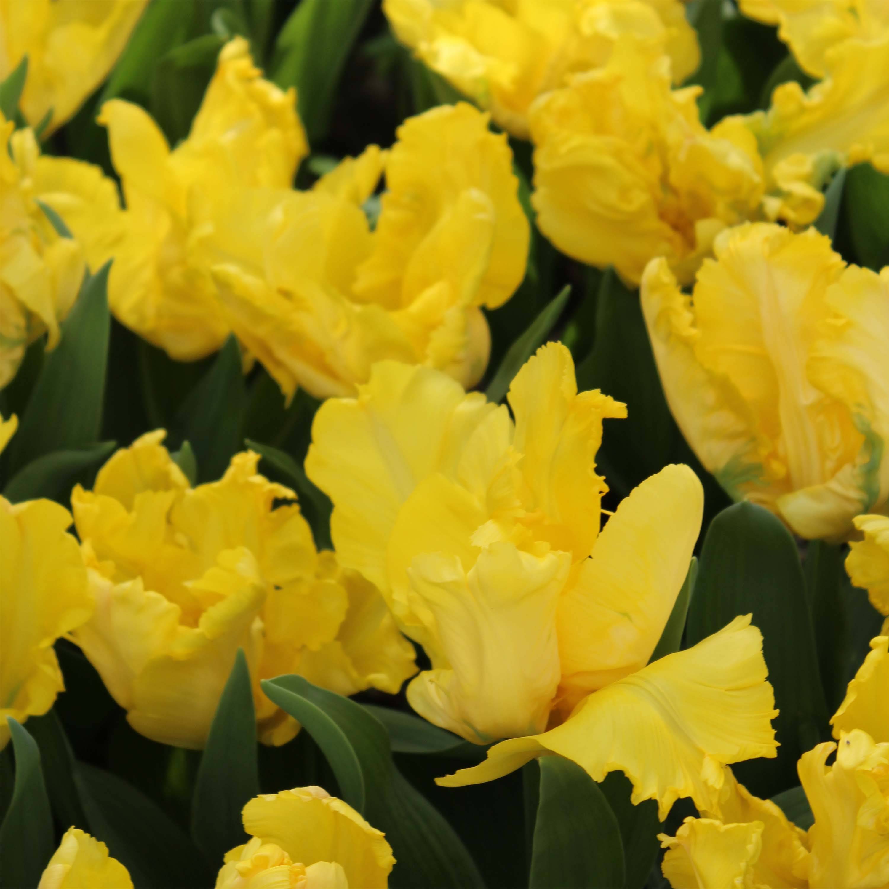 Promesse de Fleurs - Tulipe Perroquet Yellow Sun Bulbe calibre 11/12 (par 10)