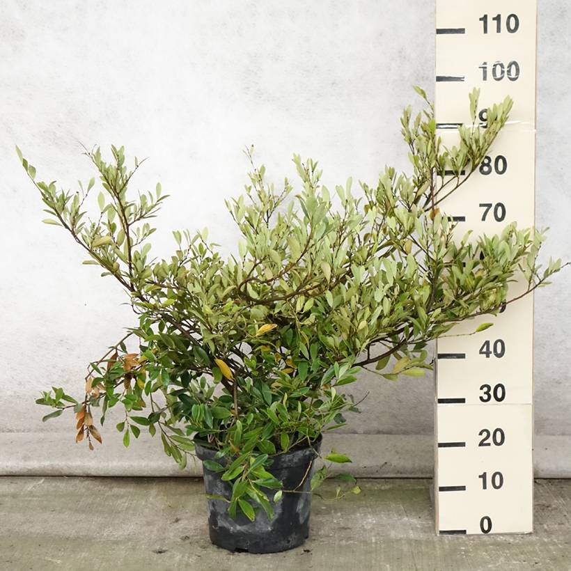 Distylium (x) Blue Cascade Pot de 7,5L/10L - Image 2