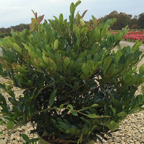 Distylium (x) Blue Cascade Pot de 7,5L/10L - Image 1