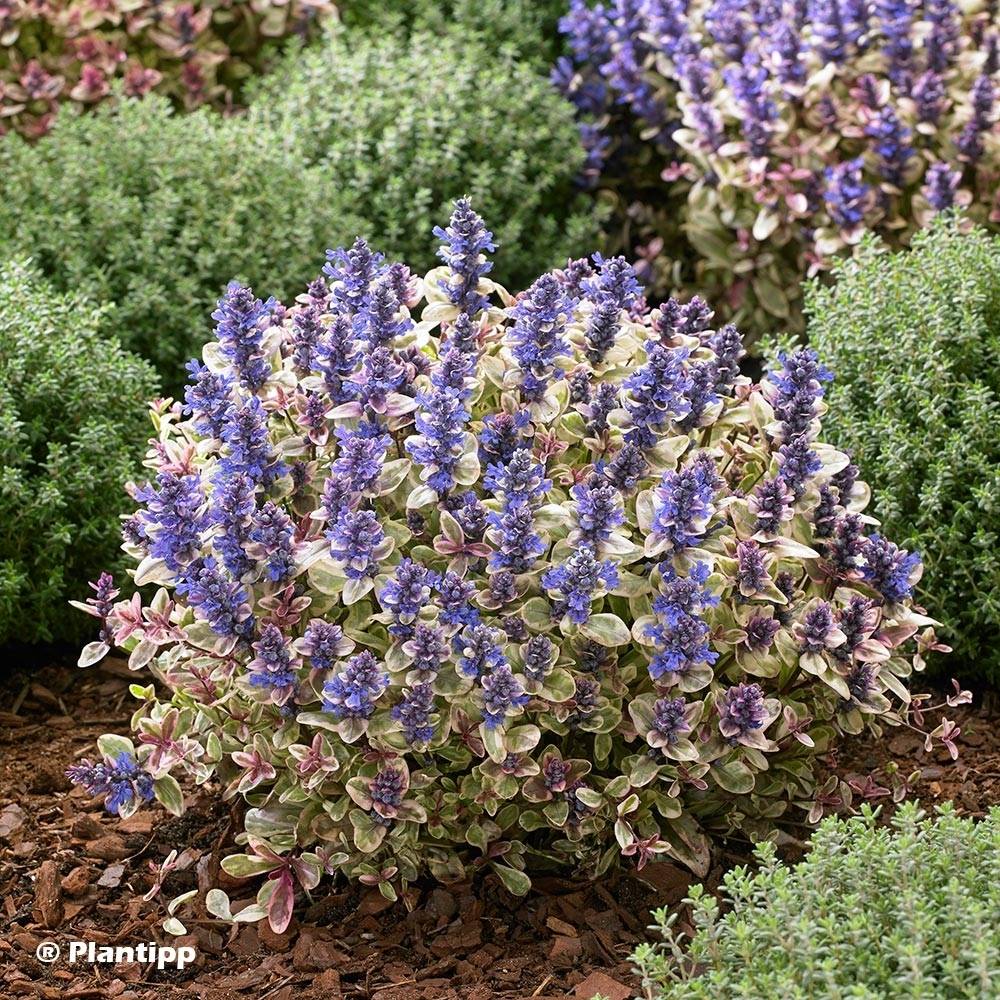 Bugle rampante - Ajuga tenorii Princess Nadia Pot de 1,5L/2L