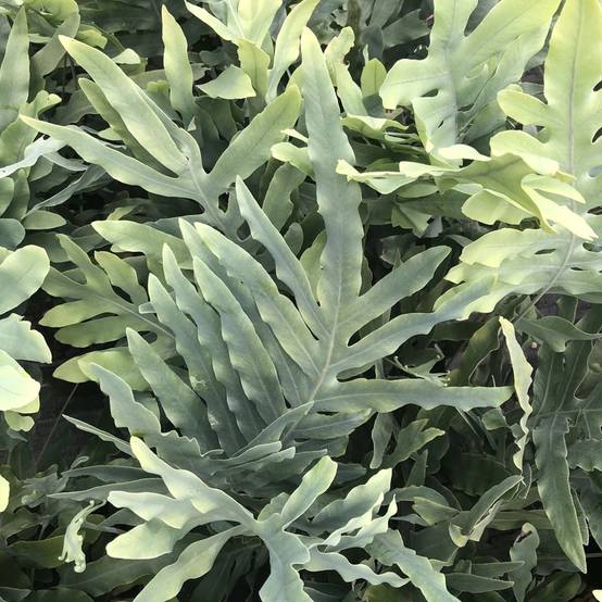 Gardenersdream - Phlebodium Blue Star Polypode Doré Fougère Pour La Maison Ou Le Bureau (De 25 À 35 Pot Inclus) - GardenersDream - Image 2