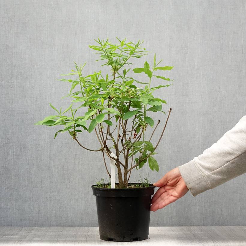 Promesse de Fleurs - Azalée de Chine Demoiselles de Boutiguery Kassia - Rhododendron hybride Pot de 4L/5L - Image 2