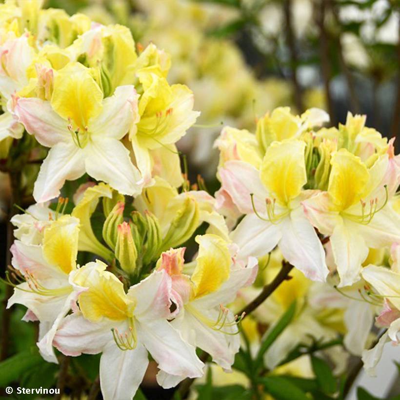 Promesse de Fleurs - Azalée de Chine Demoiselles de Boutiguery Kassia - Rhododendron hybride Pot de 4L/5L - Image 1