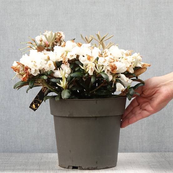 Rhododendron yakushimanum Koichiro Wada - Rhododendron nain Pot de 4L/5L - Image 2