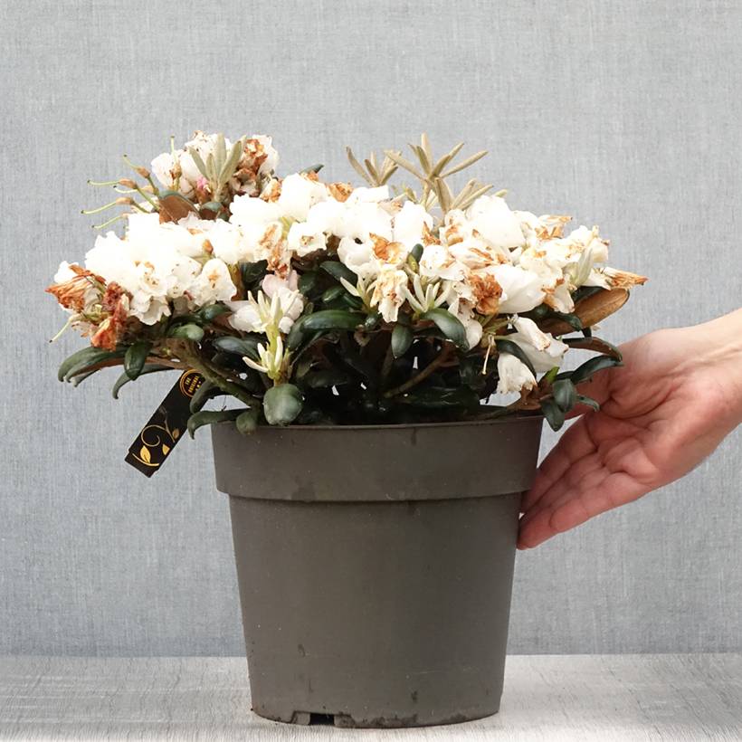 Rhododendron yakushimanum Koichiro Wada - Rhododendron nain Pot de 4L/5L - Image 2