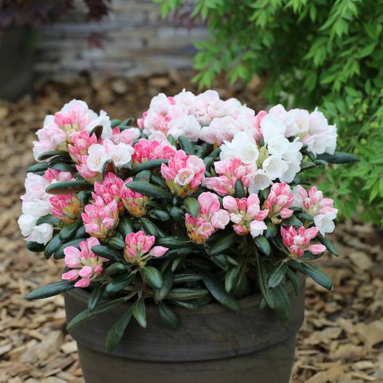Rhododendron yakushimanum Koichiro Wada - Rhododendron nain Pot de 4L/5L - Image 1