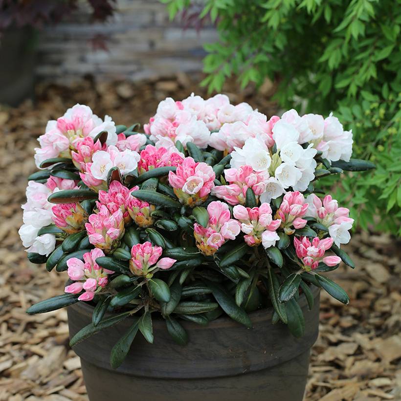 Rhododendron yakushimanum Koichiro Wada - Rhododendron nain Pot de 4L/5L - Image 1