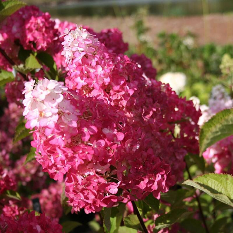 Hortensia paniculata Fraise Melba® 'Renba', Hydrangea paniculata à fleurs Blanche/Rouge - feuillage Caduc - Pot de 4L - 40/60 cm