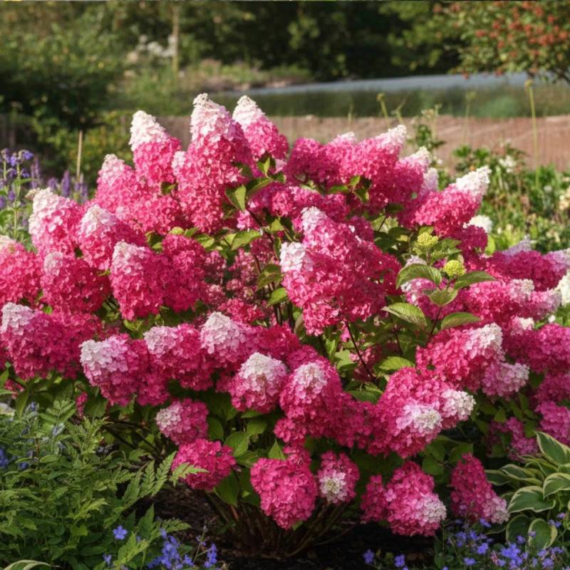 Hortensia paniculata Fraise Melba® 'Renba', Hydrangea paniculata à fleurs Blanche/Rouge - feuillage Caduc - Pot de 4L - 40/60 cm - Image 2