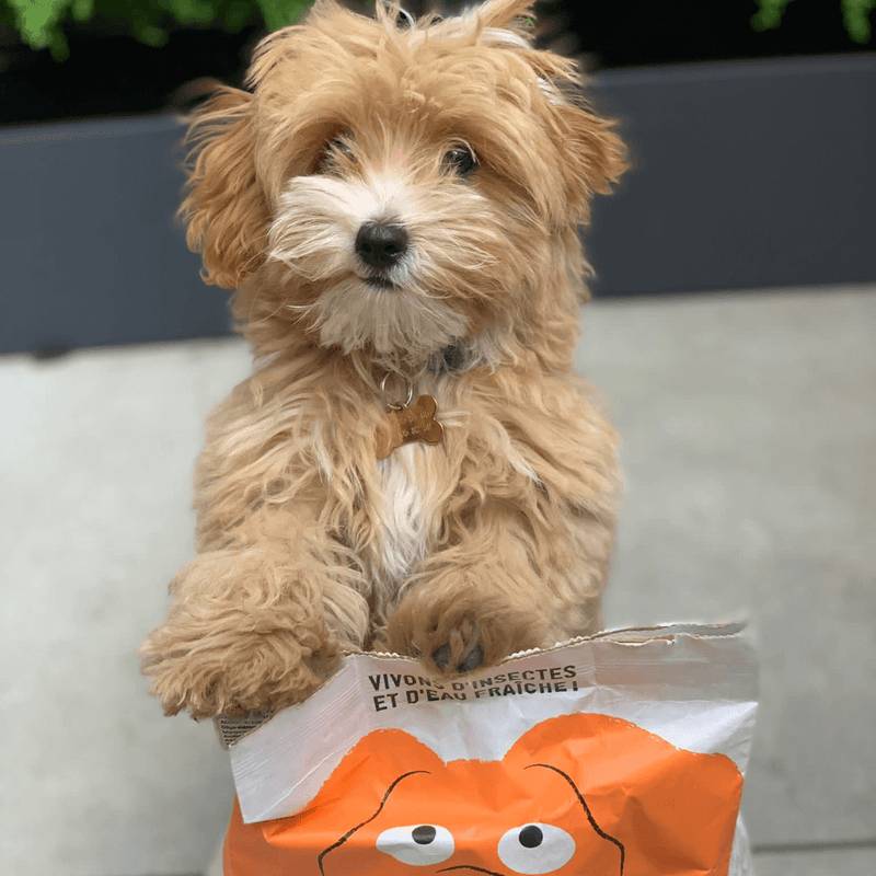 Croquettes aux insectes pour chiots 7,5kg - Tomojo - Imagen 2