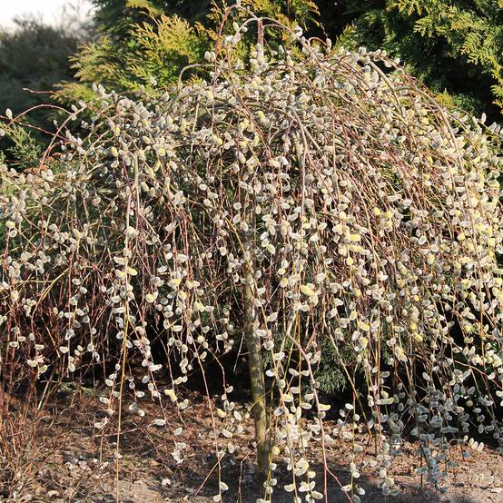 Saule marsault tortueux pleureur Curly Locks - Salix caprea Pot de 4L/5L, Tige