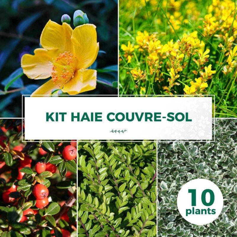 Haie Couvre Sol - 10 arbustes -  - Pépinières Naudet - Imagen 1