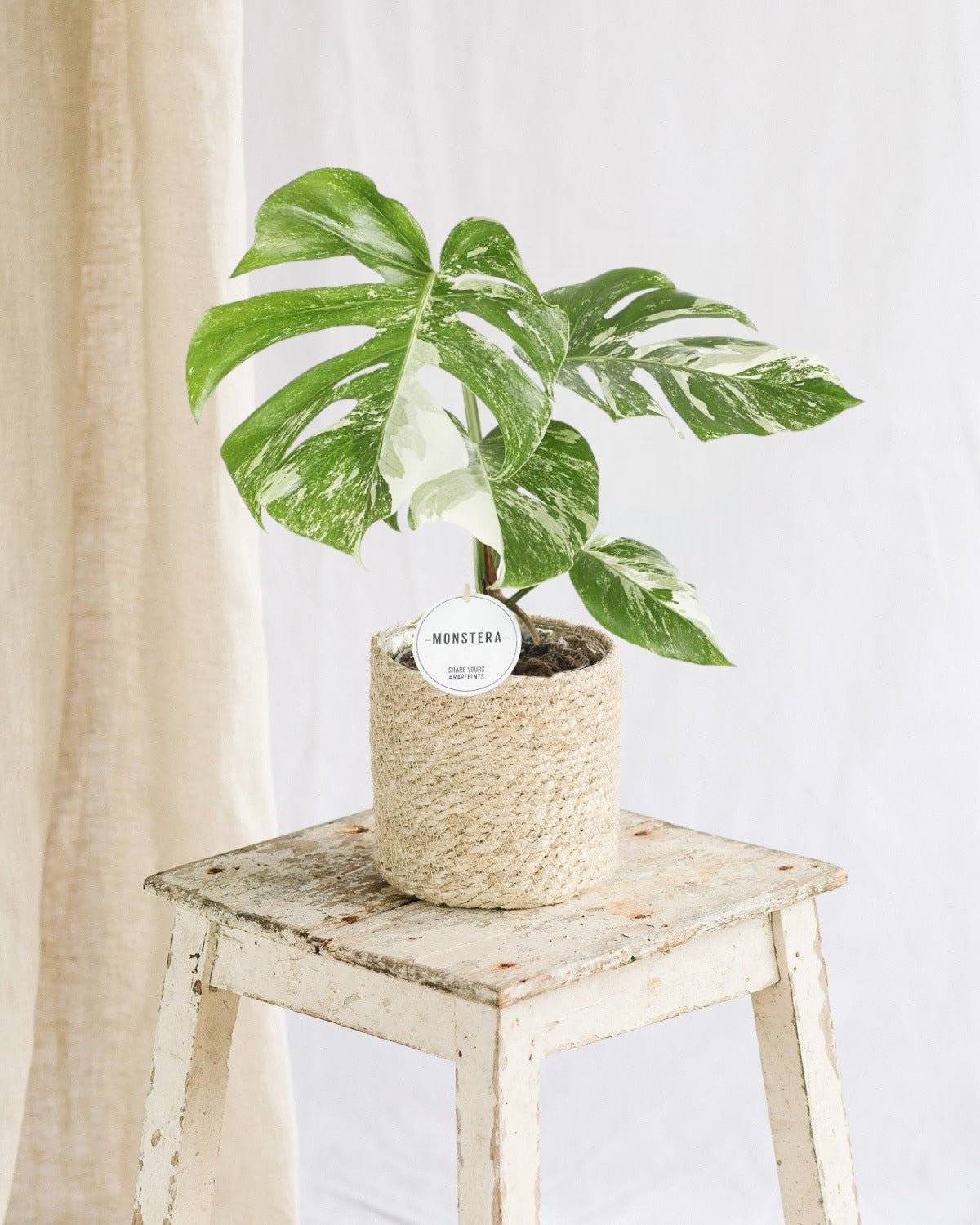 Monstera Deliciosa Variegata 45cm - Plante d'intérieur- La Green Touch - Imagen 2