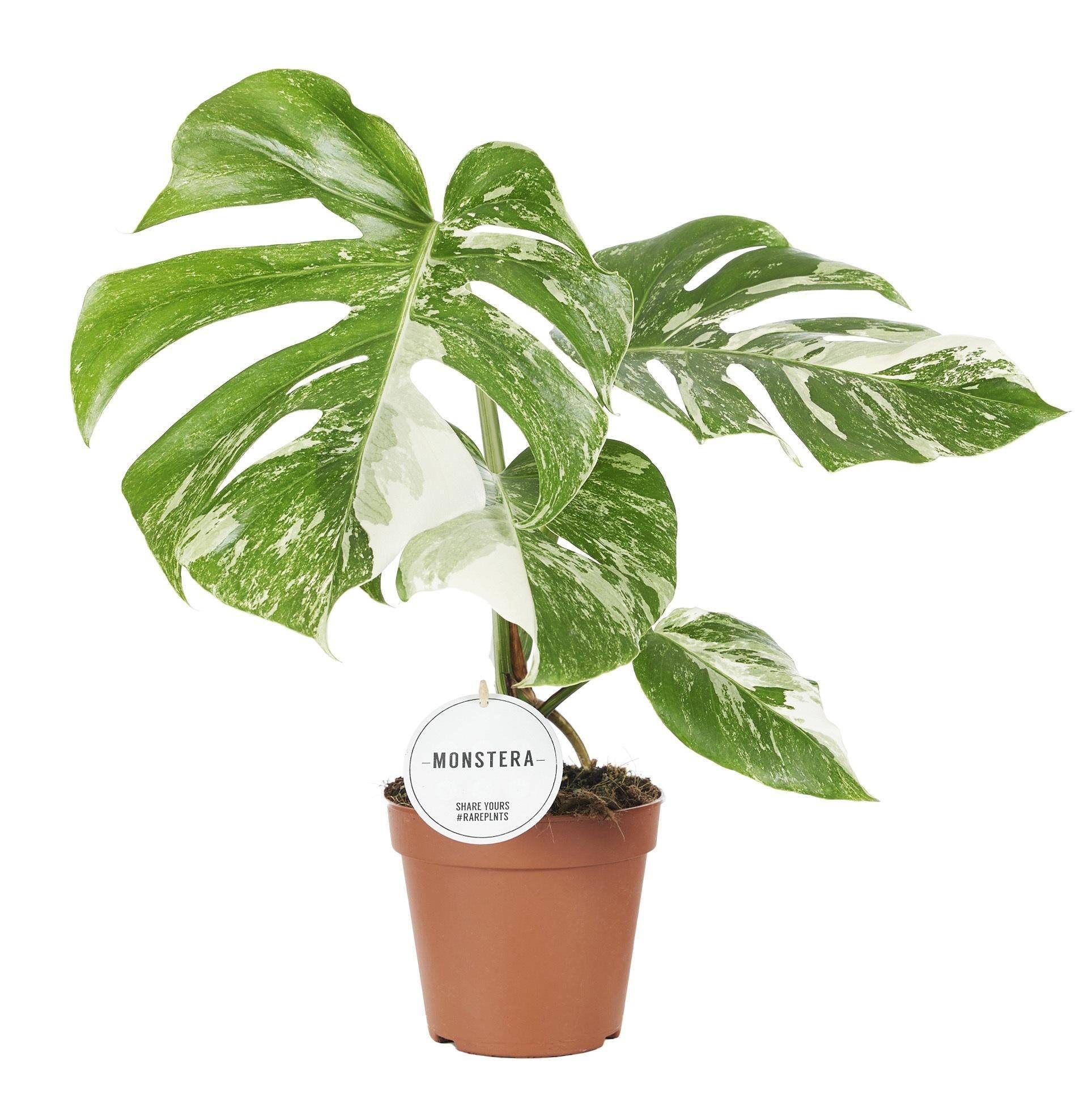 Monstera Deliciosa Variegata 45cm - Plante d'intérieur- La Green Touch - Imagen 3