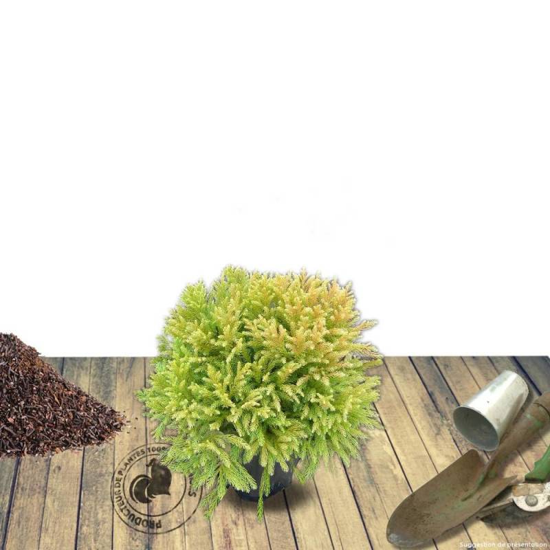 Cèdre du Japon Globosa Nana, Cryptomeria - Pot de 5L - 40/60 cm - Imagen 7