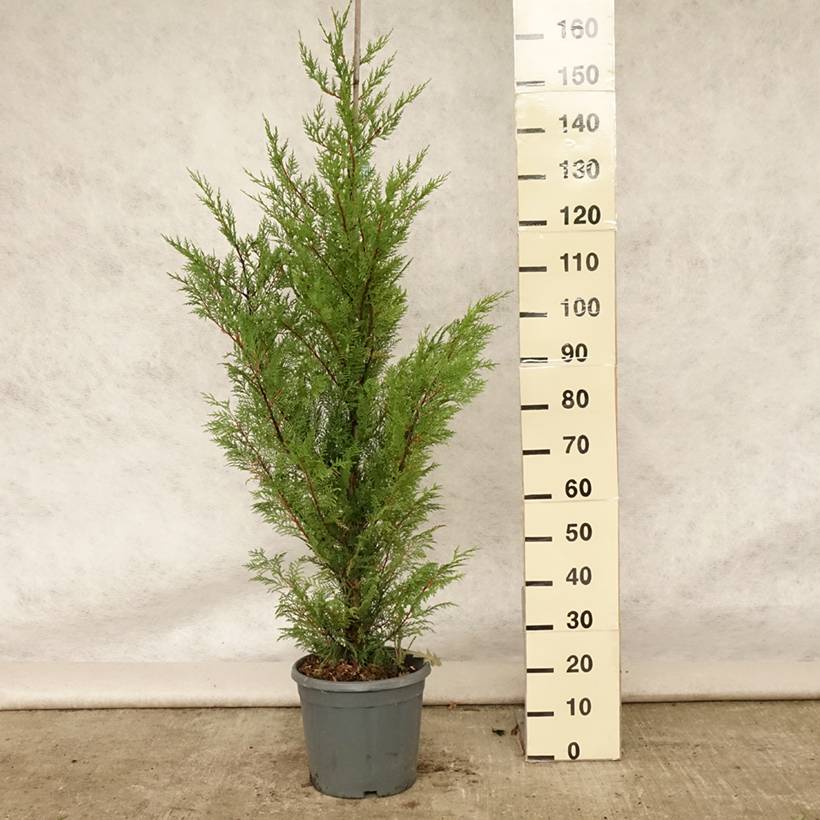 Promesse de Fleurs - Cyprès de Leyland - Cupressocyparis leylandii Pot de 6L/7L - Image 2