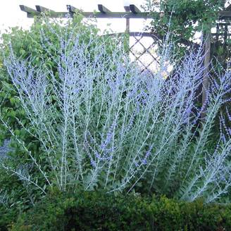 Perovskia atriplicifolia Blue Haze - Sauge d'Afghanistan Pot de 3L/4L
