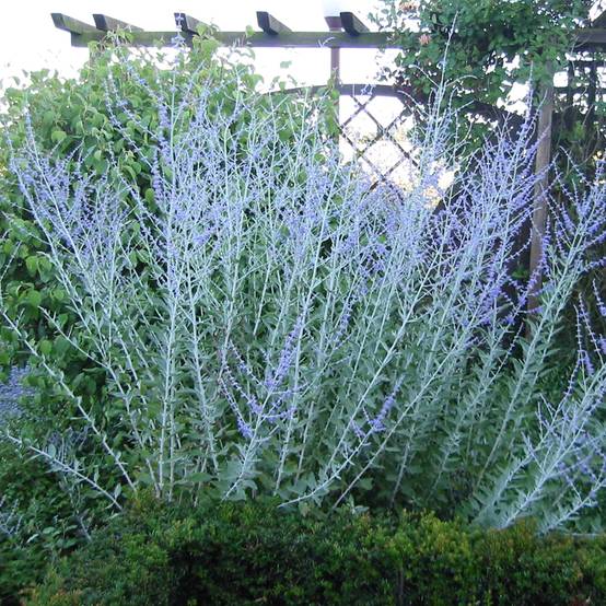 Perovskia atriplicifolia Blue Haze - Sauge d'Afghanistan Pot de 3L/4L