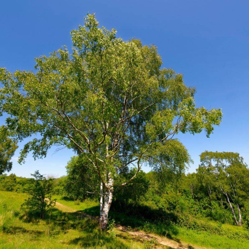Bouleau Verruqueux (Betula Pendula) - Godet - Taille 20/40cm - Pépinières Naudet