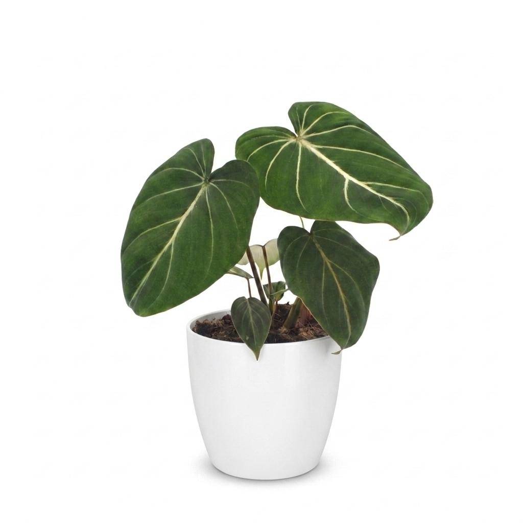 Philodendron Gloriosum - Pot de 12cm - 1 plante - Blanc - Plantes d'intérieur - Image 2