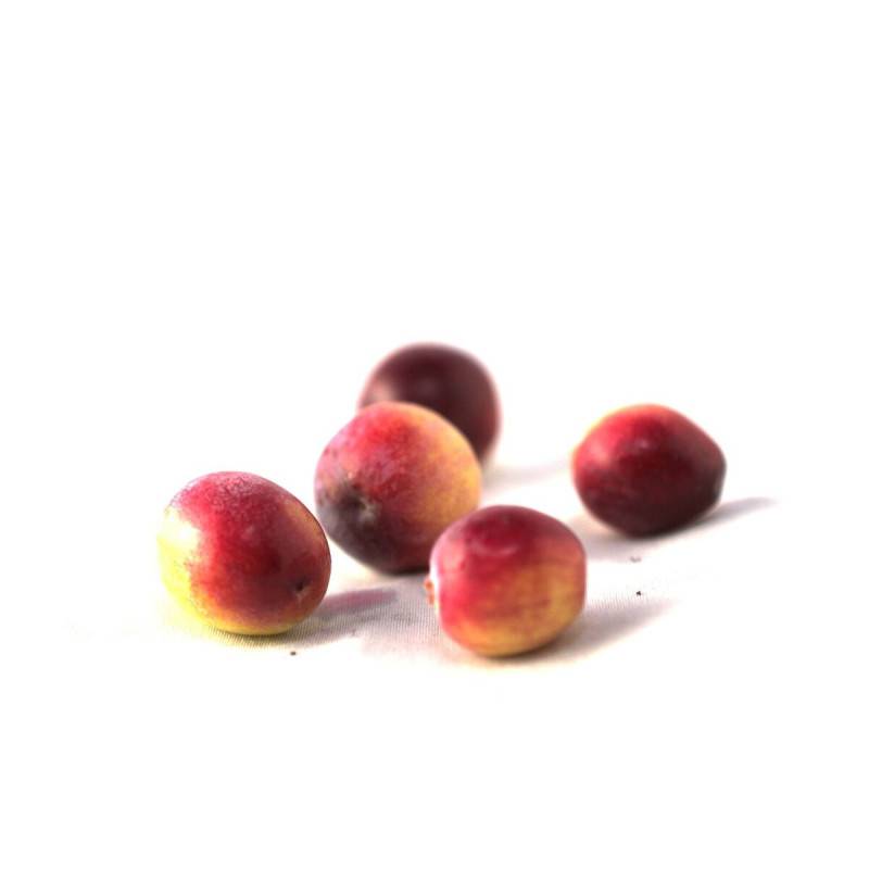 Canneberge à gros fruits, Airelles, Cranberry Howes à fleurs Rose - feuillage Semi-Persistant - Pot de 1,5L - Tuteur bambou 30/60 cm-  hauteur à matur - Imagen 5